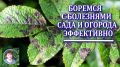 Как эффективно справиться с грибковыми заболеваниями в саду и огороде