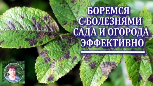 Как эффективно справиться с грибковыми заболеваниями в саду и огороде
