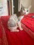 Внимание! Потерялась одноглазая кошка