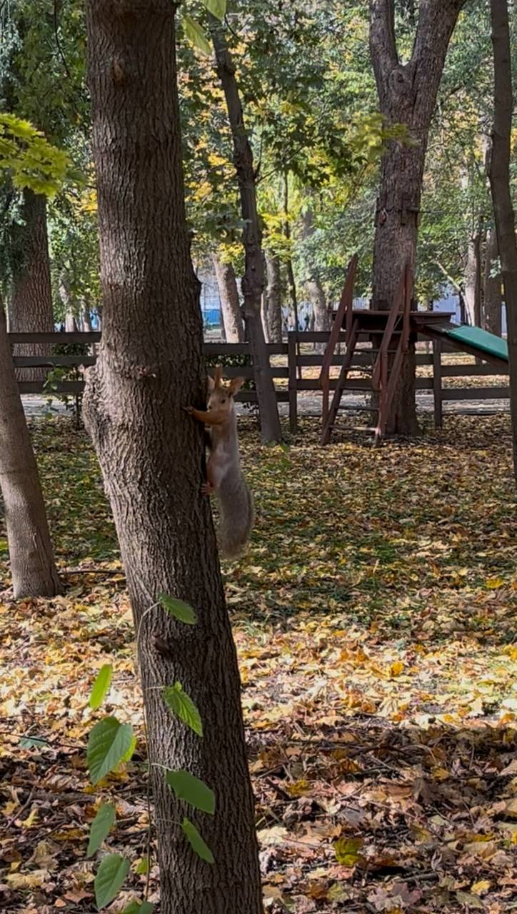 Где сделать лучшие осенние кадры в Ростовской области Где сделать лучшие осенние кадры в Ростовской области