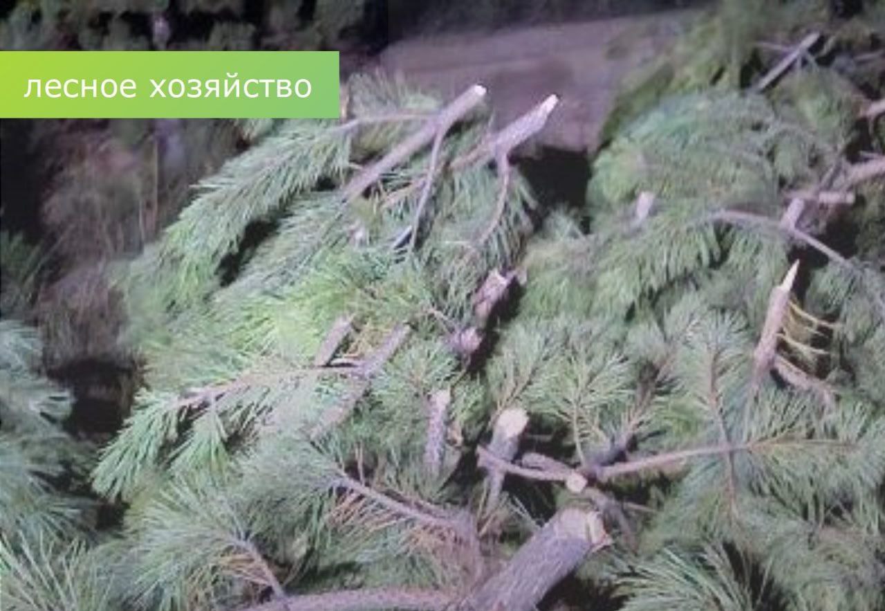 Крупную вырубку сосен выявили в донском лесничестве