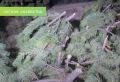 Крупную вырубку сосен выявили в донском лесничестве