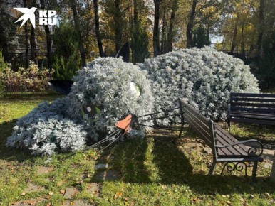 В Аксае есть клумба в форме огромного кота