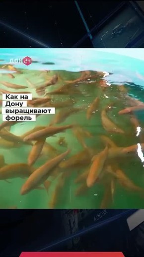 Как радужную форель выращивают в Ростовской области