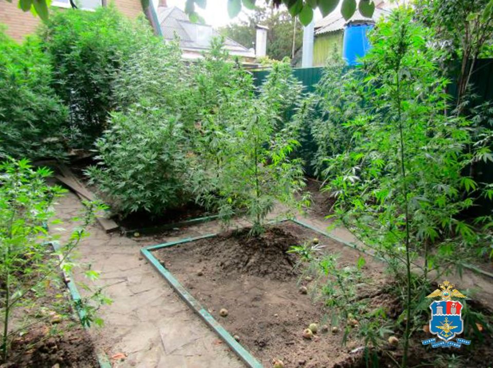 Незаконное культивирование конопли и хранение наркотиков пресечено транспортной полицией Таганрога