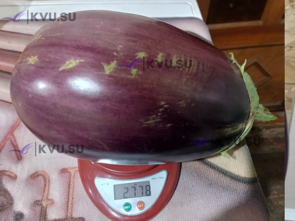 Баклажан-гигант вырастили мать с сыном в Шахтах