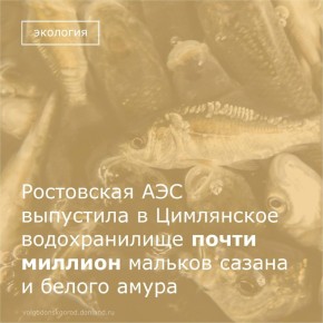 Ростовская атомная станция выпустила в 2025 году в Цимлянское водохранилище около 700 тысяч мальков сазана и 240 тысяч мальков белого амура – рыбы, которая будет бороться с растительностью в рукотворном море