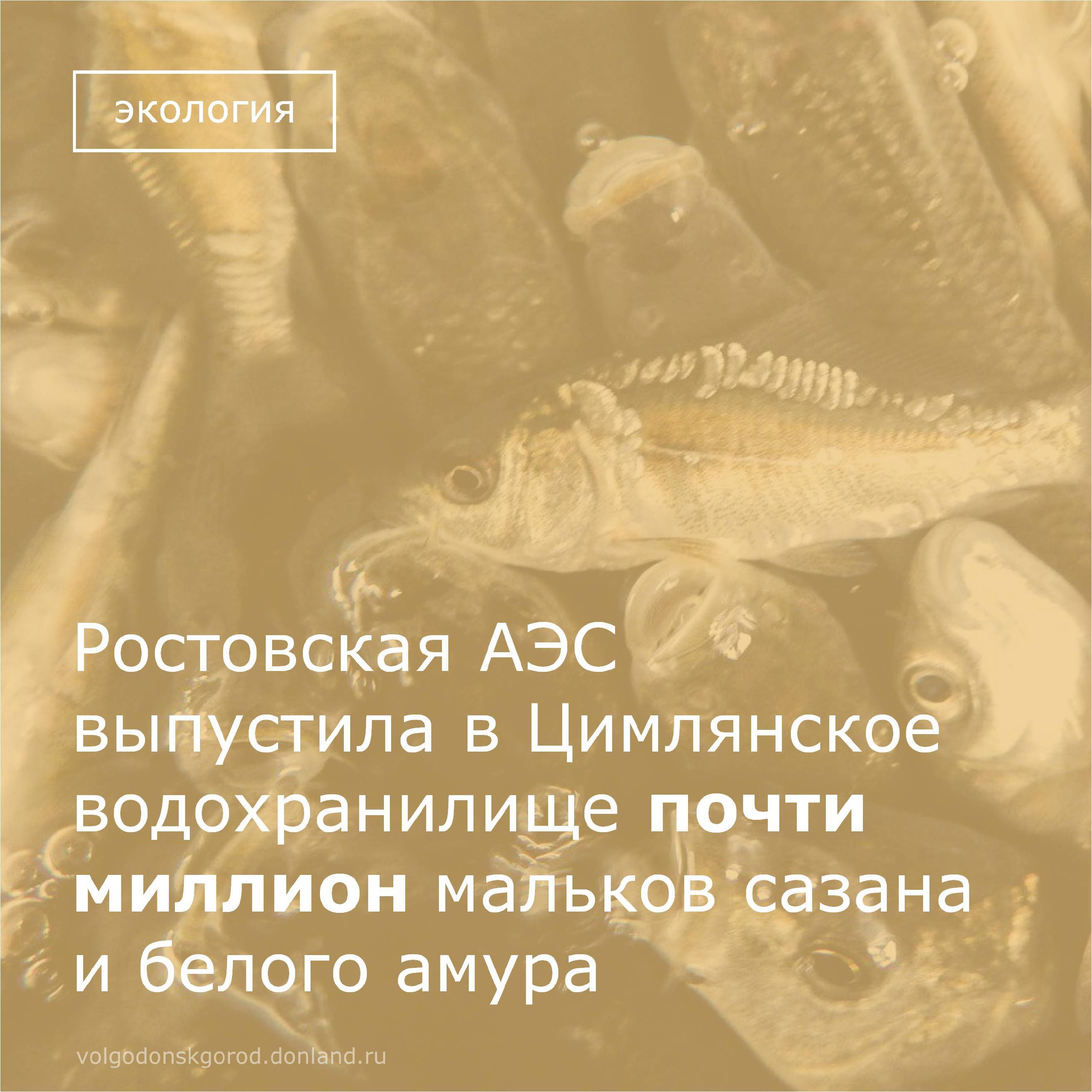 Ростовская атомная станция выпустила в 2025 году в Цимлянское водохранилище около 700 тысяч мальков сазана и 240 тысяч мальков белого амура – рыбы, которая будет бороться с растительностью в рукотворном море