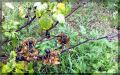 Секреты успешного ухода за смородиной: ответы на важные вопросы