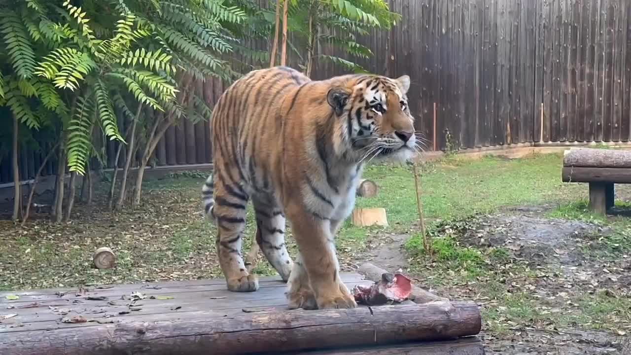 Тигр Жигер из Ростовского зоопарка догоняет в росте своего отца