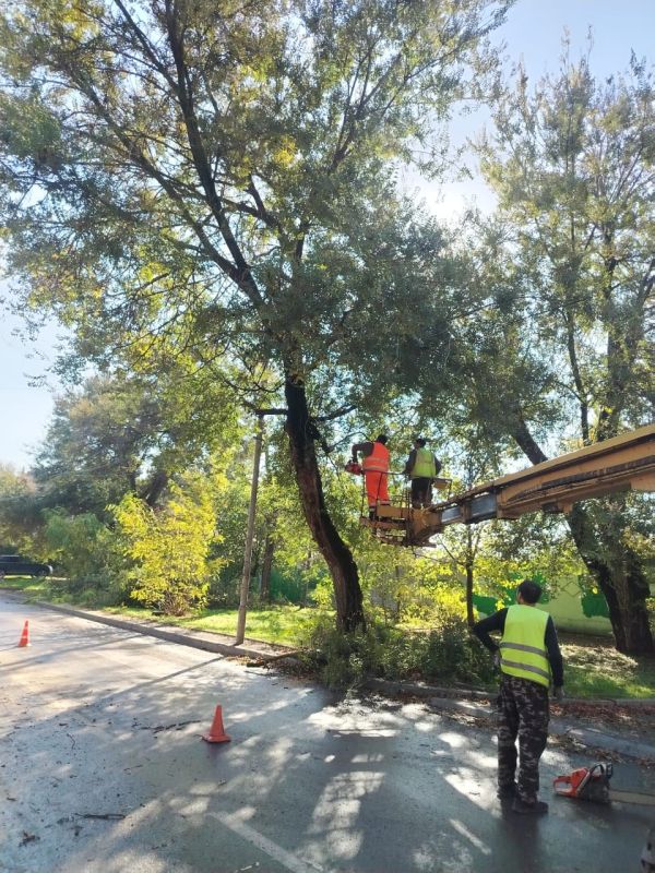 На участке улицы Чехова от улицы Шевченко до переулка Красного стартовали работы по обрезке и спилу деревьев