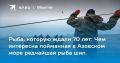 В Азовском море впервые за 70 лет поймали редчайшую рыбу шип
