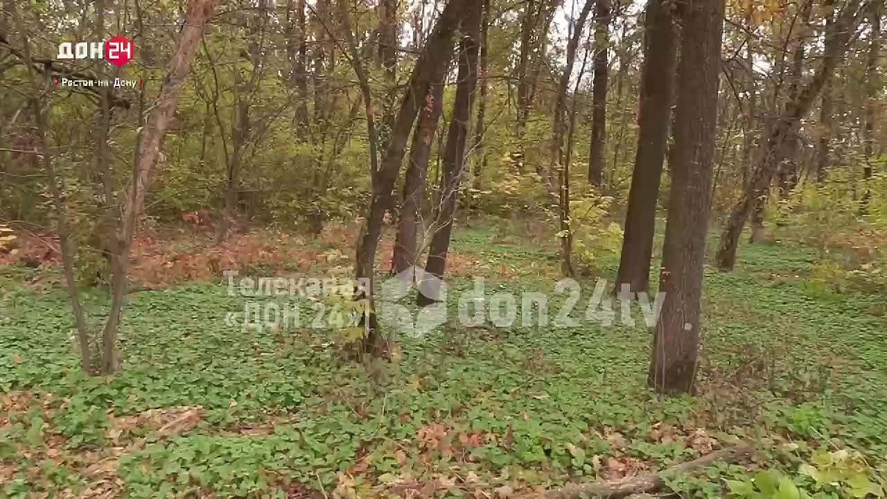 Санитарная вырубка аварийных деревьев проходит в Ростове-на-Дону