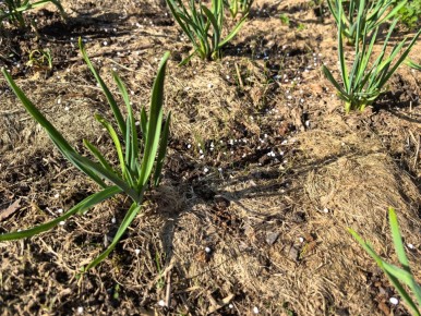 Весной за чесноком нужен особый уход: что делать и чего избегать