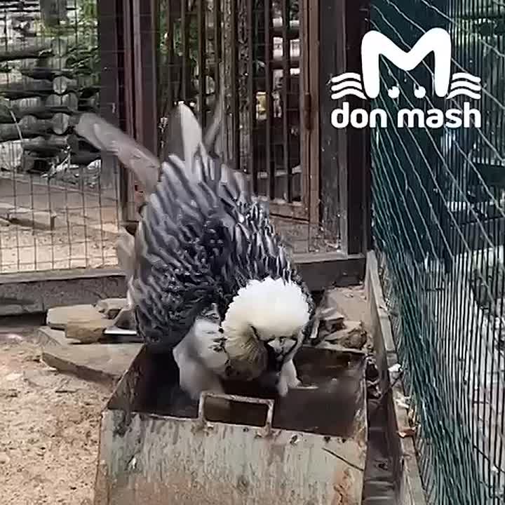 Кто угадает, как называется этот пернатый и чутка борзый на вид купальщик, у того всю зиму будет отопление дома