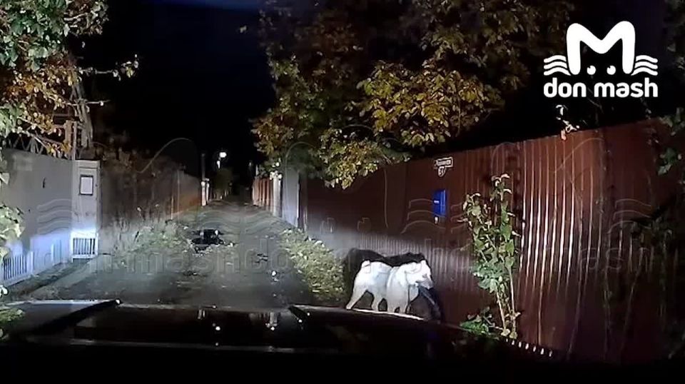 Алабай разодрал лицо и откусил пальцы прохожей в Ростове