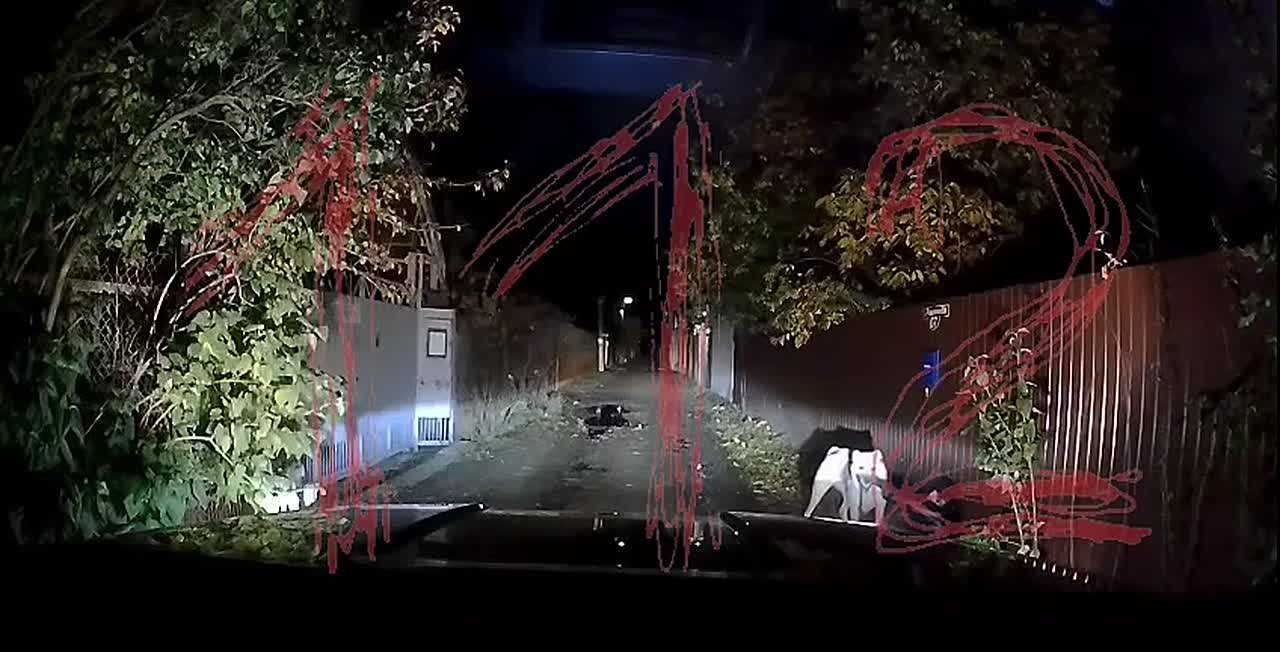 В Ростове алабай растерзал женщине лицо и руки