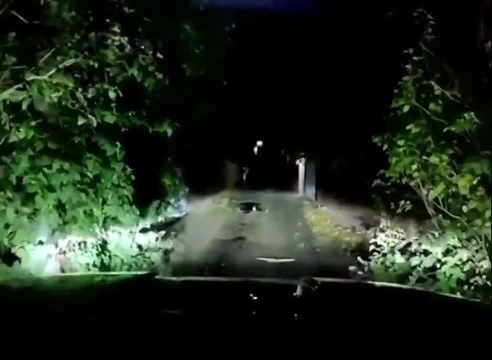 Алабай чуть не загрыз жительницу Ростова-на-Дону