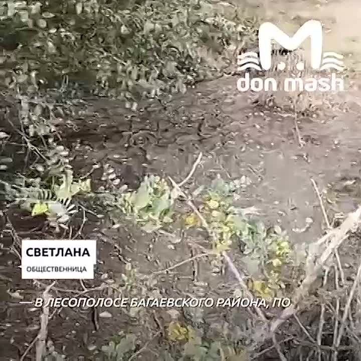 Химические отходы после закрытия полигона в Семикаракорске везут в Ростов и в лесополосу в Багаевском районе