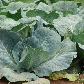 Эффективные органические методы борьбы с капустной блошкой