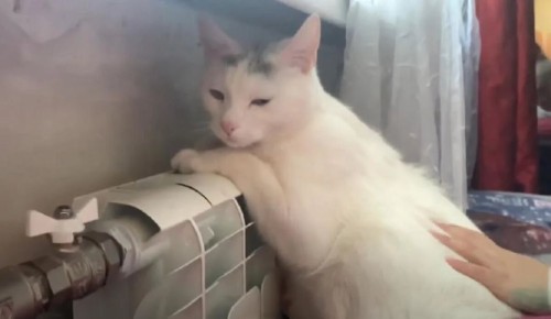 Как распознать недомогание у кошек: советы ветеринаров