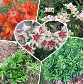 Как добиться пышного цветения лилий: секреты успешной подкормки