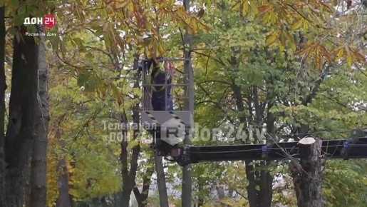 Новые деревья высадили в парке Собино