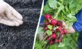 Как правильно сажать редис: советы для успешного урожая