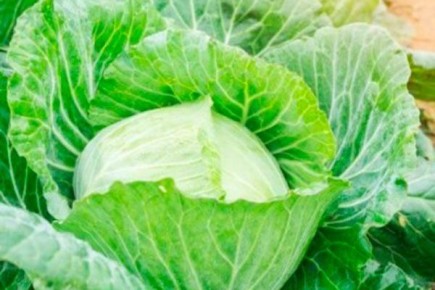 Капуста Чудо на рекорд: как добиться гигантских урожаев даже в суровых климатических условиях