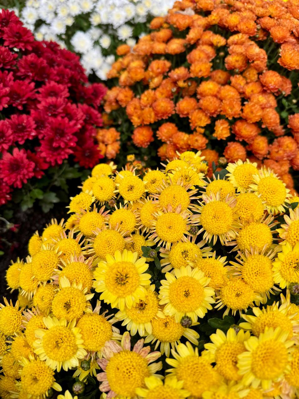 Александр Скрябин: Зелёные насаждения играют ключевую роль в создании экологически благополучной городской среды Александр Скрябин: Зелёные насаждения играют ключевую роль в создании экологически благополучной городской среды