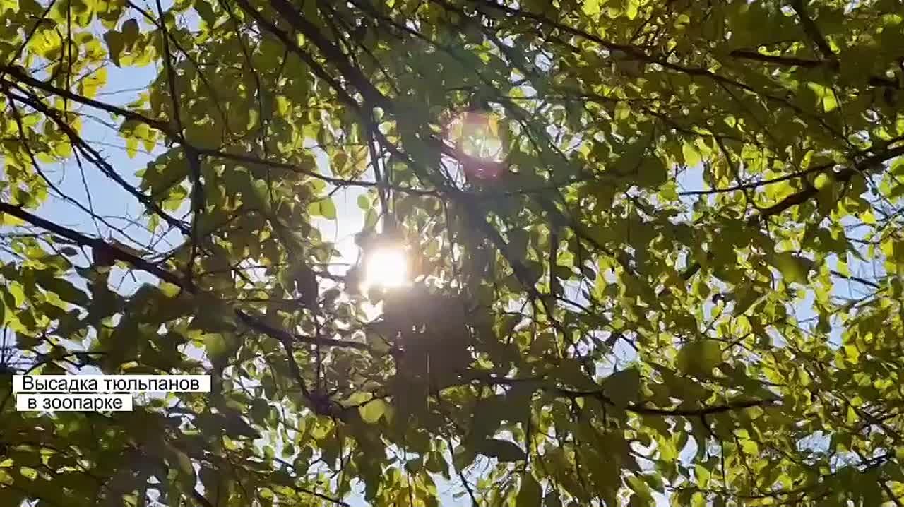 4,5 тыс. тысячи тюльпанов появятся весной в Ростовском зоопарке