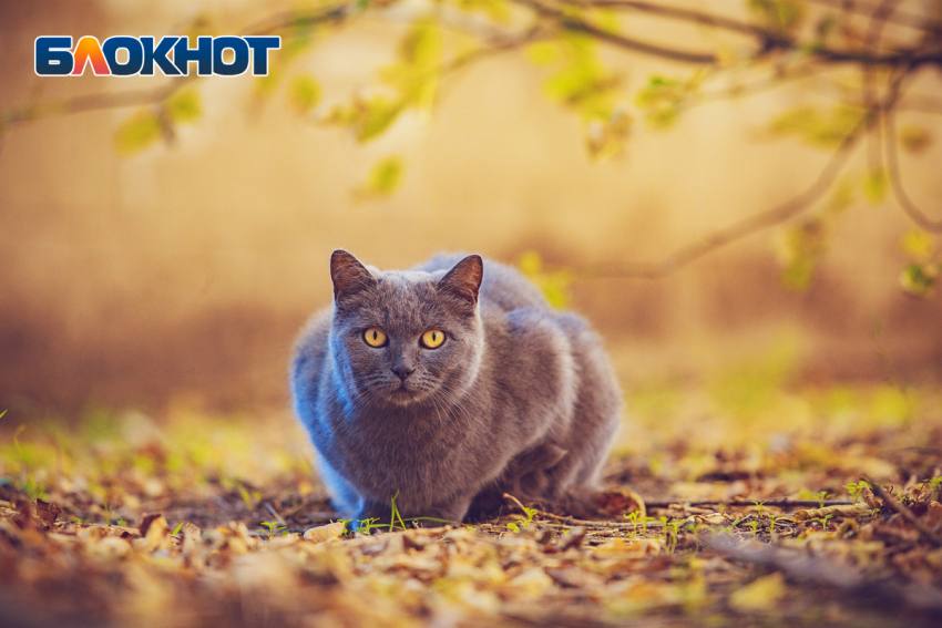 Синоптик Александр Ильин рассказал о погоде в ноябре в Ростовской области