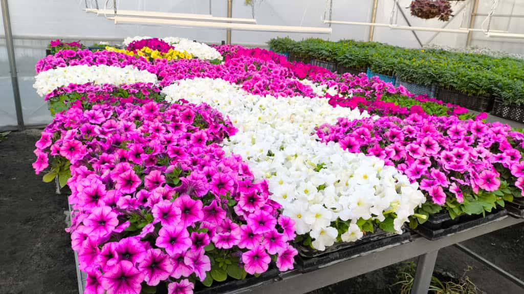 Александр Скрябин: Зелёные насаждения играют ключевую роль в создании экологически благополучной городской среды Александр Скрябин: Зелёные насаждения играют ключевую роль в создании экологически благополучной городской среды