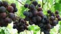 Виноград Рошфор: новый фаворит садоводов