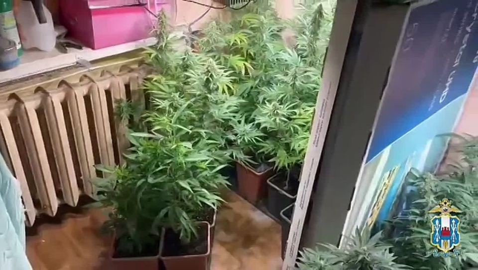 В Таганроге полицейские выявили факт хранения и культивации наркосодержащих растений