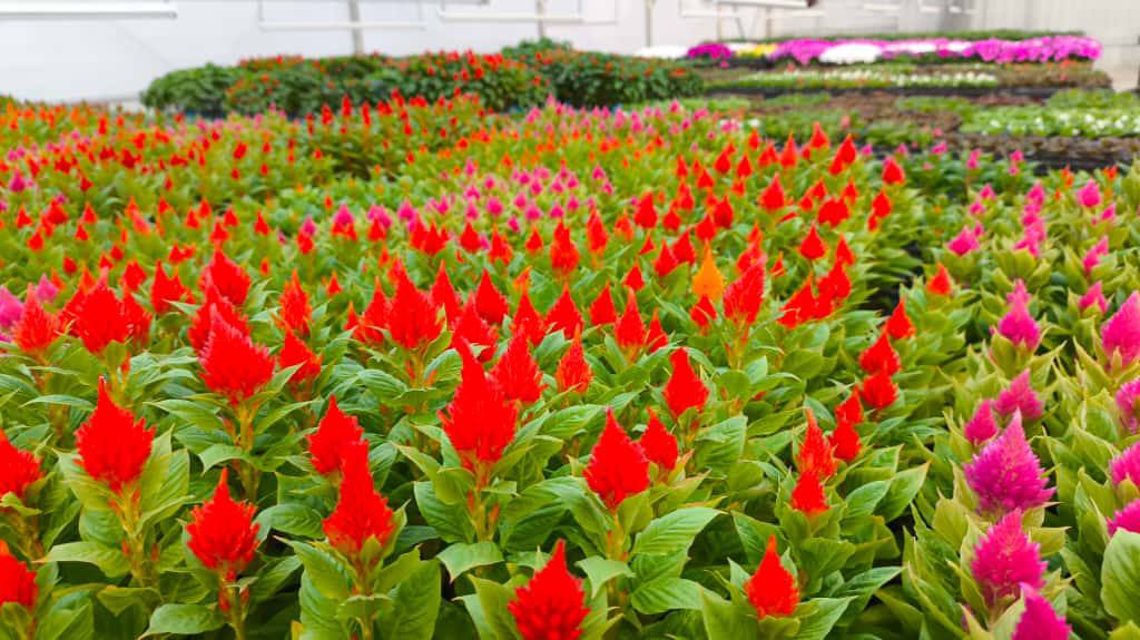 Ростовские парки оборудуют теплицами, в которых будут выращивать цветы для оформления зеленых зон города Ростовские парки оборудуют теплицами, в которых будут выращивать цветы для оформления зеленых зон города