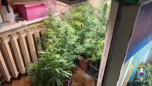 41 куст конопли изъяли полицейские в квартире у жителя Таганрога