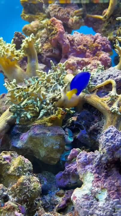 Предлагаем вместе расслабиться и отвлечься от новостей с обитателями аквариума Ростовского зоопарка