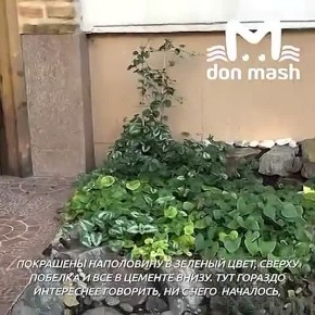 Ростовский художник больше 20 лет украшал территорию многоэтажки на Добровольского