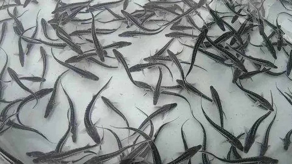  -      -,  ,  ,    ,        