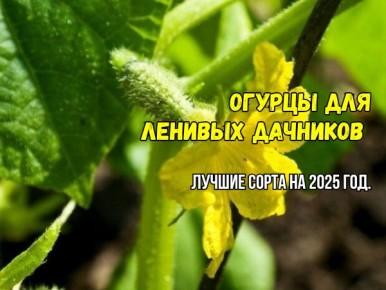Проверенные гибриды огурцов для дачников: выбираем лучшие сорта для легкого ухода