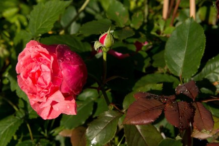 Стебли роз чернеют после зимы? Приготовьтесь срочно сделать эти две вещи