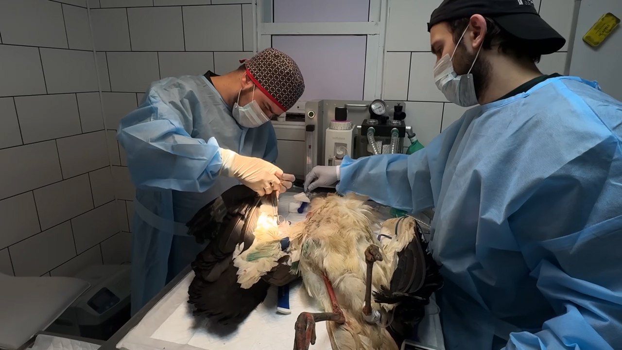 В парке птиц "Малинки" спасли подстреленного охотниками белого аиста В парке птиц "Малинки" спасли подстреленного охотниками белого аиста