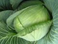 Обзор лучших позднеспелых сортов капусты для хранения и квашения сезона 2025