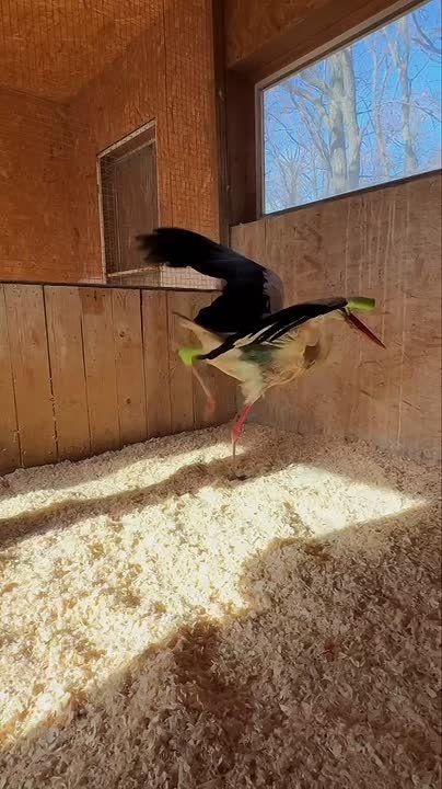 В парке птиц «Малинки» выхаживают краснокнижного белого аиста