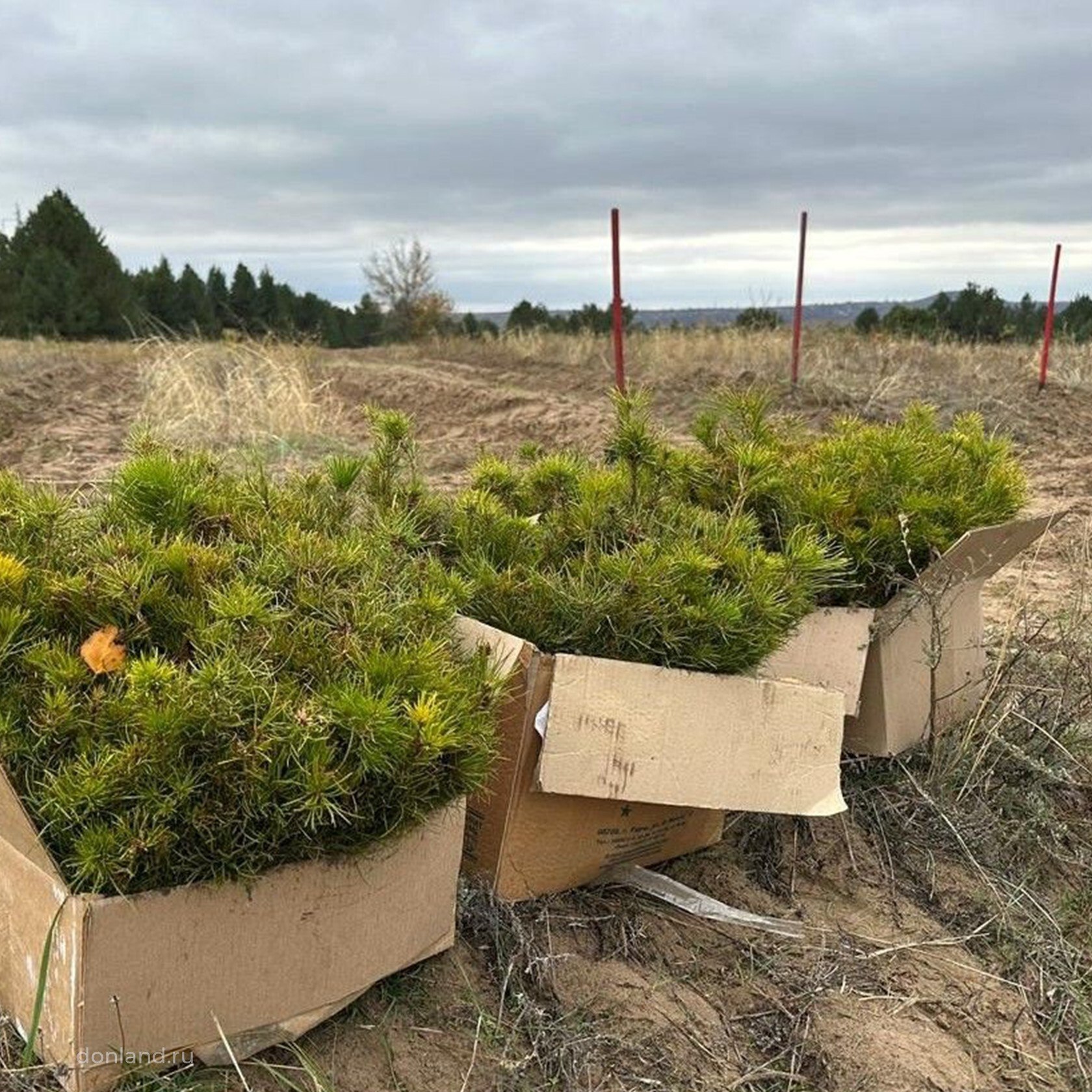 В Ростовской области в седьмой раз проходит Всероссийская осенняя акция «Сохраним лес» В Ростовской области в седьмой раз проходит Всероссийская осенняя акция «Сохраним лес»