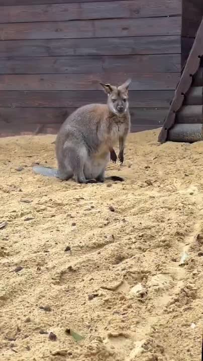 В парке "Лога", по всей видимости, ожидается скорое пополнение!