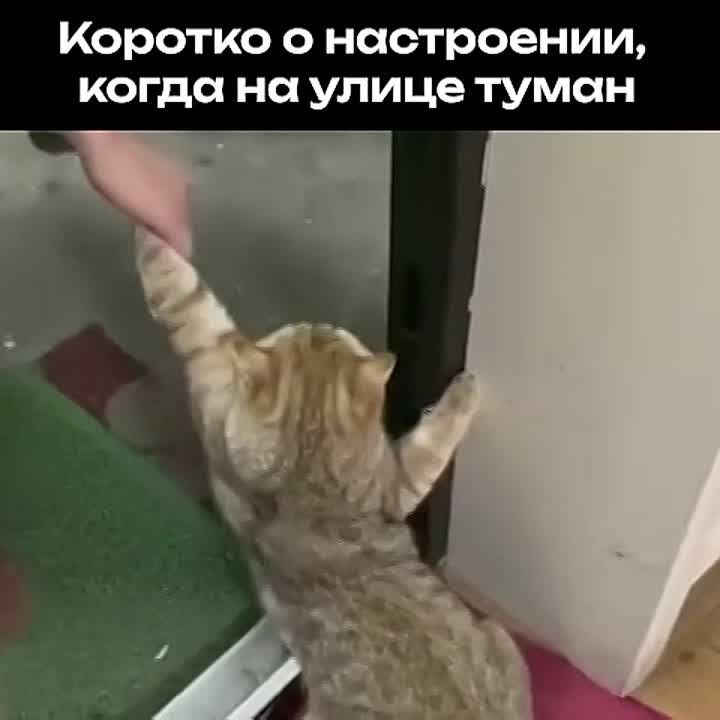 Плотный туман гостил сегодня в Краснодарском крае, а на выходных должен перебраться в Ростовскую область