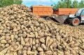 Ростовская область сократила производство сахарной свеклы в 2,1 раза в 2025 году