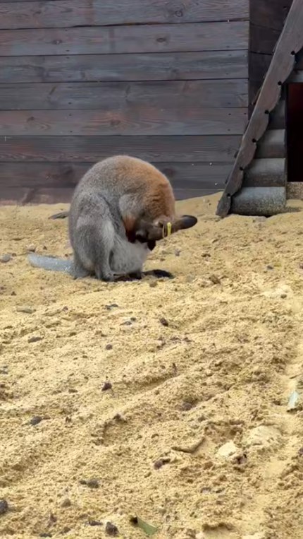 В парке «Лога» очередное пополнение!